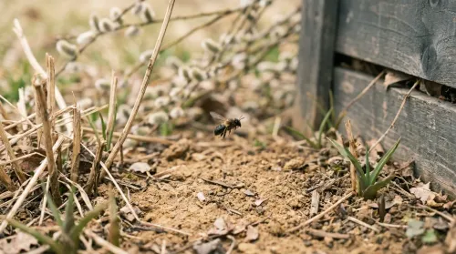 Sustainable gardening: sunlit bare-soil patch with a mining bee in flight near willow catkins and a pallet compost bin